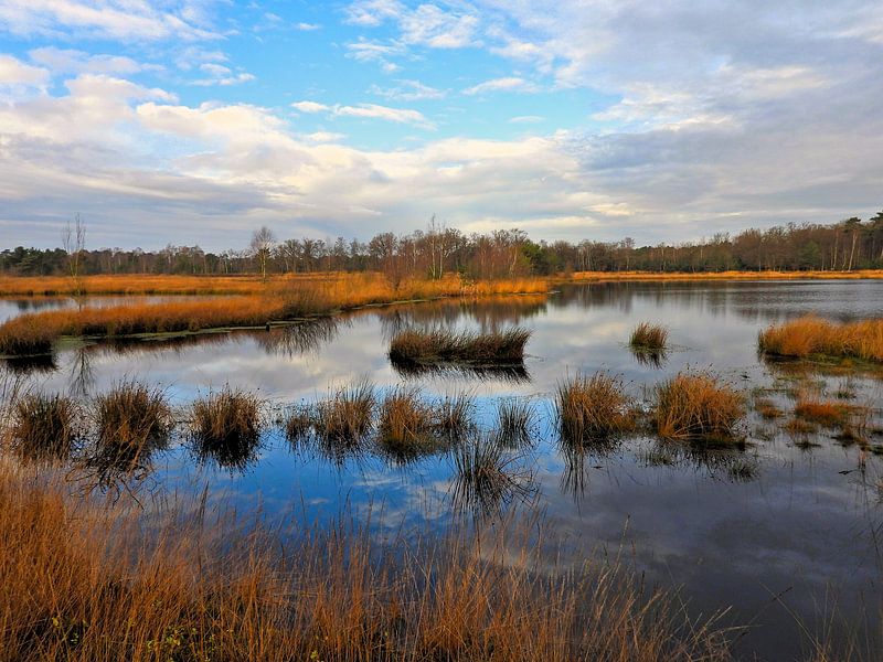 Kampina Heath Boxtel by Anja Oosterwaal Fine Art Fotografie