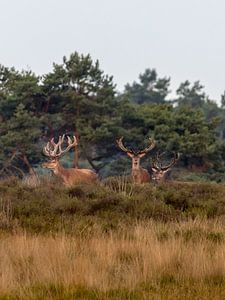 Edelherten op de heide bij Uddel