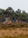 Edelherten op de heide bij Uddel van Evert Jan Kip thumbnail