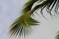 Curvy palmleaf 2