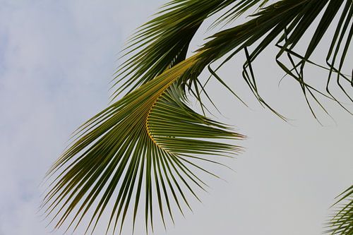 Gebogenes Palmblatt 2
