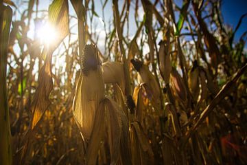 Maïs vlak voor de oogst van Joran Quinten