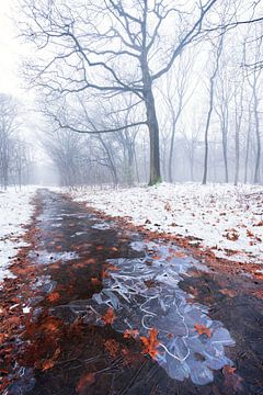 Een koude winterda in Natuurgebied de Maashorst. Met een bevroren wandelpad met ijs en bladeren.