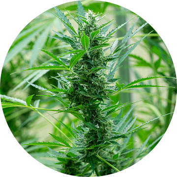 Cannabisplant in volle bloei van Animaflora PicsStock