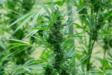 Plante de cannabis en pleine floraison sur Animaflora PicsStock