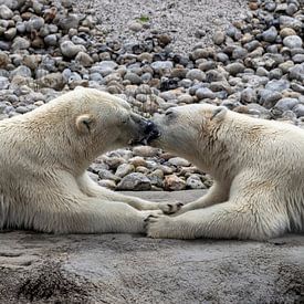 Twee ijsberen verliefd van Nancy Bogaert