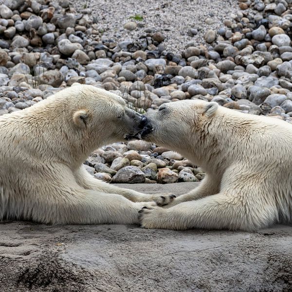 Deux ours polaires amoureux par Nancy Bogaert