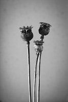 Botanical portrait