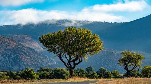 My friend the tree