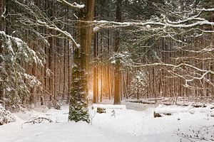 Winterglühen, schönes Sonnenlicht in einer Winterlandschaft.