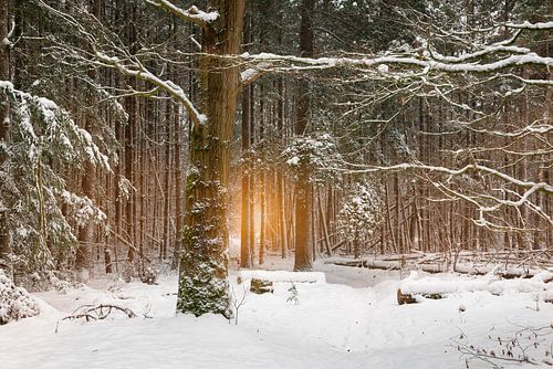 Winter Glow, prachtig zonlicht in een winters landschap. van Rob Christiaans