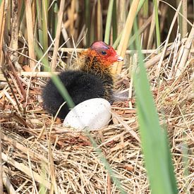 Meerkoet von Rinnie Wijnstra (FotoAmeland )
