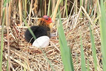 Meerkoet sur Rinnie Wijnstra (FotoAmeland )