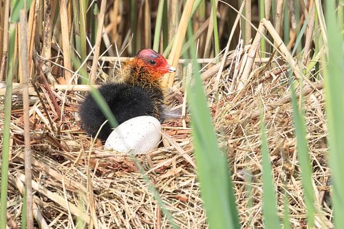 Meerkoet von Rinnie Wijnstra (FotoAmeland )