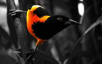 Trupial Folge 1 von Bfec.nl