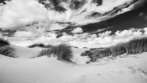 Le paysage de dunes avec des dunes et de l'herbe à marmotte en noir et blanc