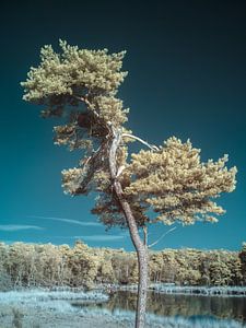 Bonsai?
