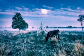 Ein schöner Sonnenuntergang im Leersumse Veld von Ferdinand Mul