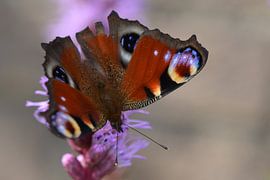 Vlinder op paarse bloem