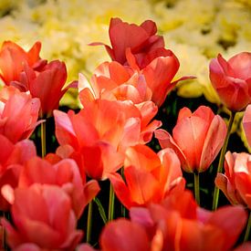 Ein Blumenfeld mit Tulpen in warmen Farbtönen. von Alie Ekkelenkamp