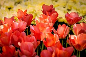 Ein Blumenfeld mit Tulpen in warmen Farbtönen.