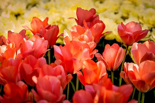 A field of tulips in warm shades. by Alie Ekkelenkamp