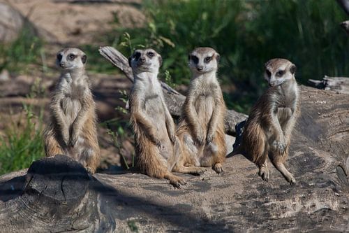 Veel stokstaartjes verzamelden zich voor een vergadering. Schattige Afrikaanse dieren stokstaartjes 