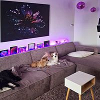 Photo de nos clients: Fleur violet foncé par haroulita, sur toile