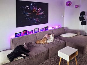 Dunkelviolette Blüte