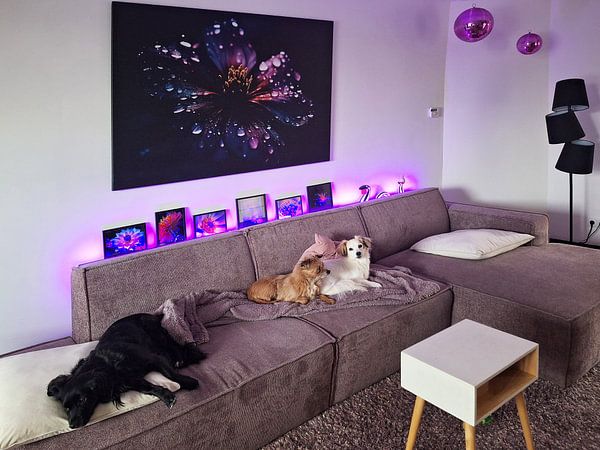 Dunkelviolette Blüte