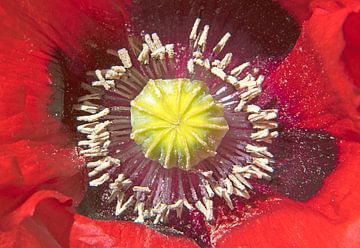 Rode wilde papaver van Ingrid Bargeman
