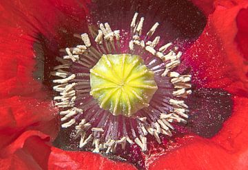 Rode wilde papaver van Ingrid Bargeman