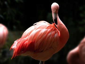 Flamingo in Zooparc Overloon van Niels Nijkamp