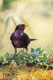Merle noir (Turdus merula)