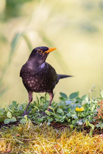 Merle noir (Turdus merula)