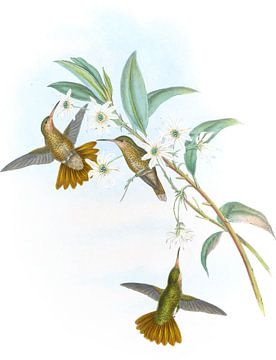 Golden-tail, John Gould van Hummingbirds