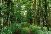 Forêt au Luxembourg