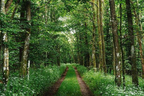 Bos in Luxemburg van Jochem de Jong