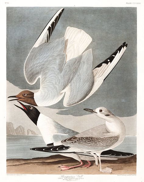 Mouette de Bonaparte par Birds of America