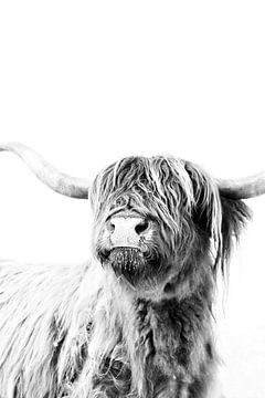 Hooglanders Frida van Monika Strigel