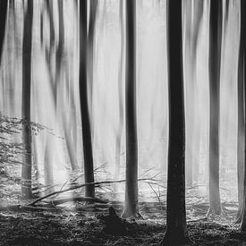 Mystischer Wald am nebligen Morgen. von Fotografiecor .nl
