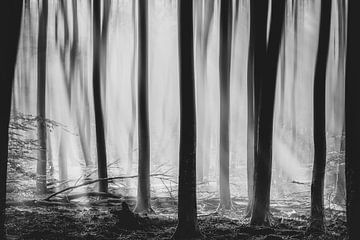 Mystiek woud met in de mistige ochtend.