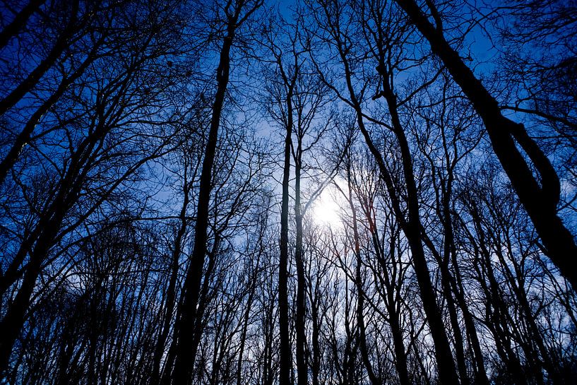 Blue forest by Martijn Pulles