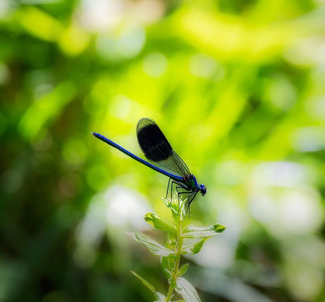 Macro of a damselfly by ManfredFotos