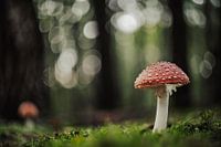 Het sprookjesbos