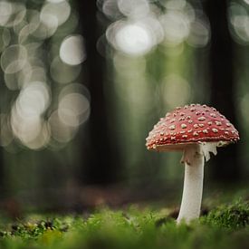 The fairytale forest by Chris Biesheuvel I  Dream Scapes