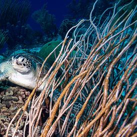 Schildpad klein Curacao van Roel Jungslager