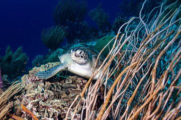 Schildpad klein Curacao van Roel Jungslager