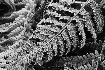 Varenbladeren in de winter van Imladris Images