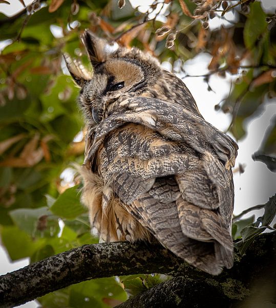 owl in tree by natascha verbij